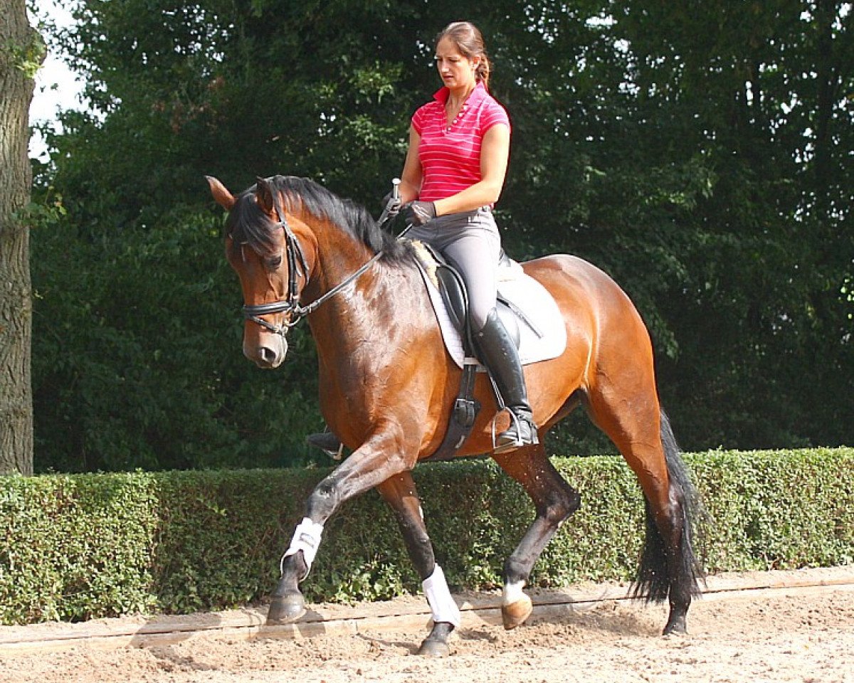broodmare Rivery Royal (Westphalian, 2009, from Rock Forever NRW)