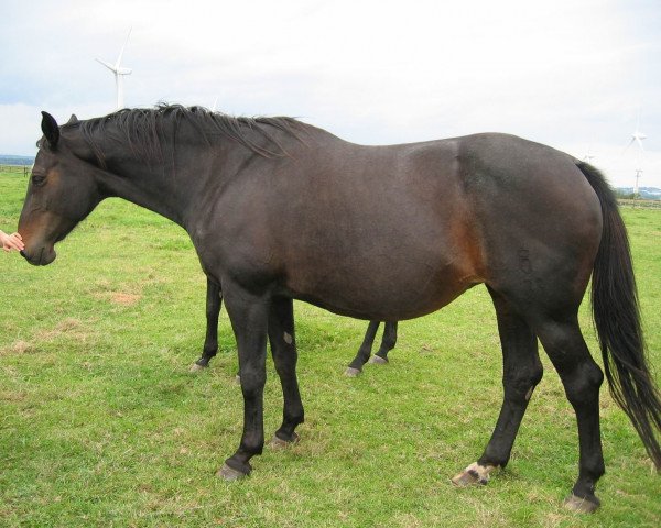 broodmare Brenta (Oldenburg, 1987, from Rebel Z I)