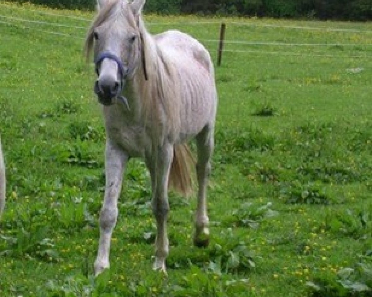stallion El Bouran Gelfa ox (Arabian purebred,  , from Mansour du Camard ox)