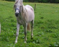 stallion El Bouran Gelfa ox (Arabian thoroughbred,  , from Mansour du Camard ox)