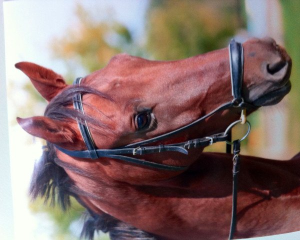 Pferd Quiliano (Oldenburger, 2007, von Quicksilber)