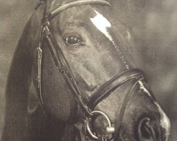 stallion Donnerstar N (Hanoverian, 1992, from Donnerhall)