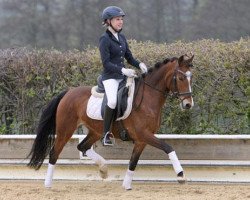 dressage horse Casha Dundee (German Riding Pony, 2009, from Top Champy)