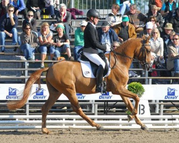 dressage horse Don Wario (German Riding Pony, 2008, from FS Don't Worry)