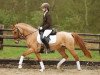 Springpferd Divina 97 (Deutsches Reitpony, 2010, von Danny Gold)