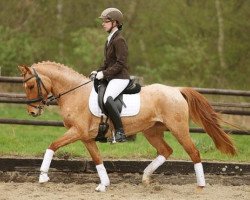 Springpferd Divina 97 (Deutsches Reitpony, 2010, von Danny Gold)