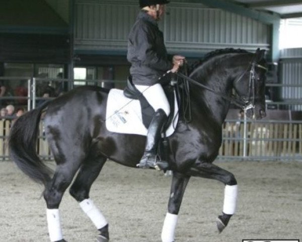 stallion Regardez Moi (Oldenburg, 1996, from Rubinstein I)