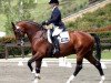 stallion Jive Magic (KWPN (Royal Dutch Sporthorse), 1996, from Jazz)