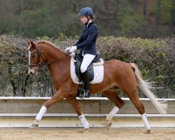 jumper Golden Moment (Deutsches Reitpony, 2009, from HET Golden Dream)