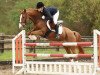 jumper Vasqua (German Riding Pony, 2007, from Vincent)