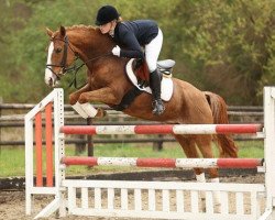 jumper Vasqua (German Riding Pony, 2007, from Vincent)