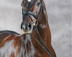 dressage horse Blickpunkt 3 (Westphalian, 2004, from Belissimo NRW)