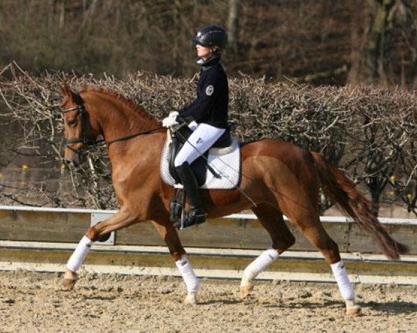 dressage horse Go Smilla (German Riding Pony, 2009, from HET Golden Dream)