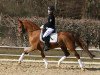 dressage horse Go Smilla (German Riding Pony, 2009, from HET Golden Dream)