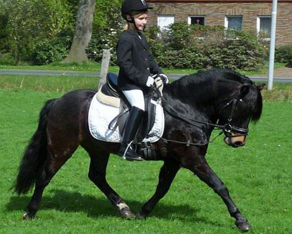 Dressurpferd Whisky 492 (Dartmoor-Pony, 2010, von VA Woogaroo)
