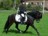 dressage horse Whisky 492 (Dartmoor Pony, 2010, from VA Woogaroo)