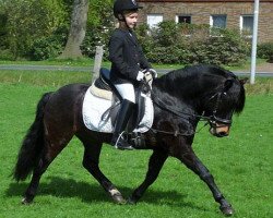 dressage horse Whisky 492 (Dartmoor Pony, 2010, from VA Woogaroo)