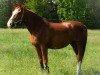 dressage horse Mandy M (Westphalian, 1989, from Monte Carlo II)