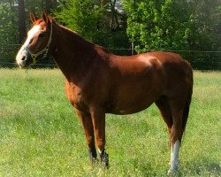 dressage horse Mandy M (Westphalian, 1989, from Monte Carlo II)