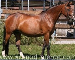 broodmare Wildcandela (Bavarian, 1997, from Coriograf B)