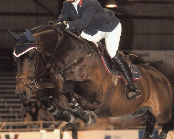 jumper Cracky Z (Zangersheide riding horse, 1999, from Caretano Z)