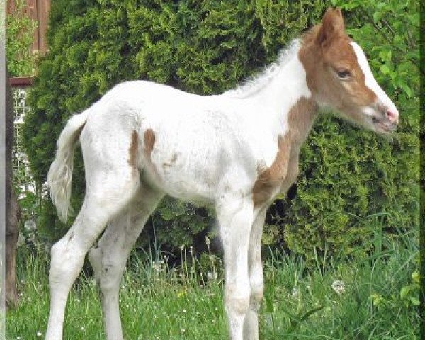 broodmare WhyNot Daiquiri (German Riding Pony, 2014, from Pares von Lauterbach)