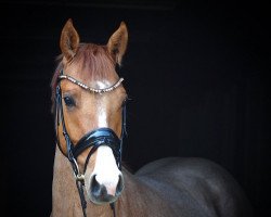 dressage horse Der rote Kaiser DW (German Riding Pony, 2019, from Domkaiser K)