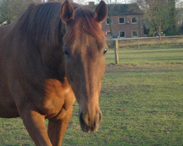 Pferd Scaremens Velvet (Trakehner, 2000, von Napoleon Quatre)