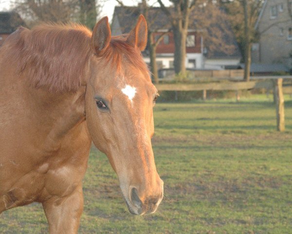 Pferd Lavender Dream (Trakehner, 1990, von Ostermond)