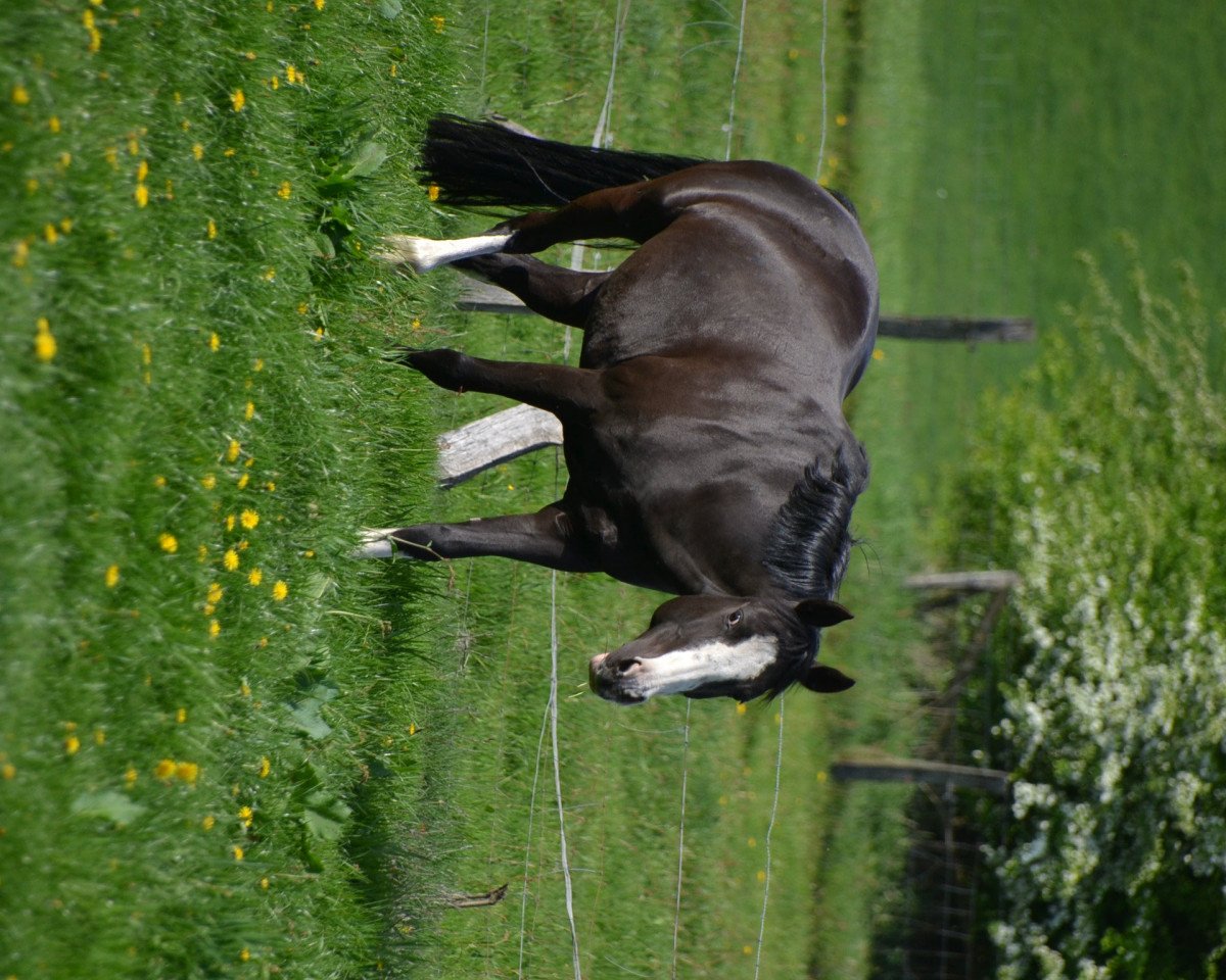 Zuchtstute Vatiniza (Deutsches Reitpony, 1999, von Veto)