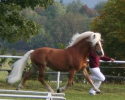 Deckhengst Nordenwind (Haflinger, 1992, von Nabucco)