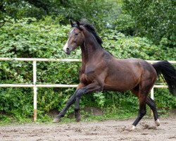 Springpferd Baldarco (Westfale, 2018, von Balou du Rouet)