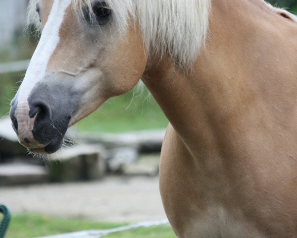 Zuchtstute Kalinka (Haflinger, 1996, von Nordenwind)