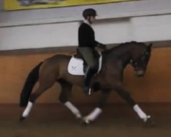 broodmare Scarlett (Hanoverian, 2010, from Scolari)