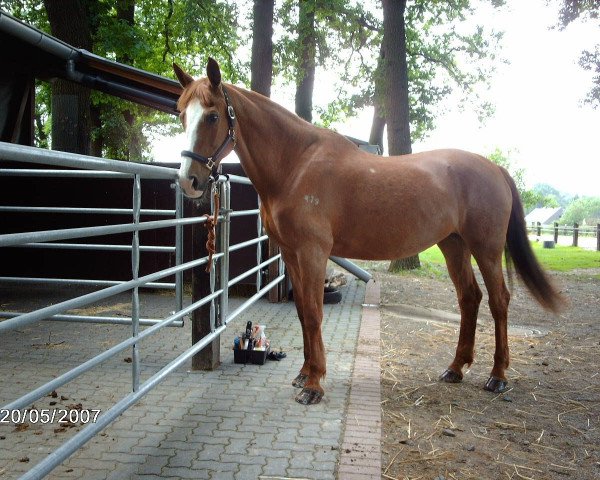 broodmare Dynastie (German Warmblood, 1985, from Duran 2558)