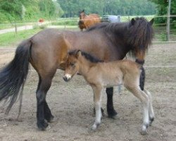 broodmare Runa de Ny (Iceland Horse, 1994, from Emmi fra Sperdli)