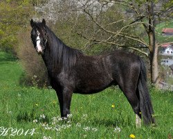 Pferd Pinehas von Hof Alpbach (Welsh Pony (Sek.B), 2012, von Frankenhoeh's Prince Royal)