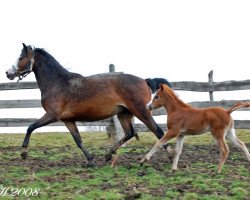 Zuchtstute Frankenhöh's Pearl (Welsh Pony (Sek.B),  , von Frankenhoeh's Sunlight)