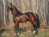 stallion Bisquet Balou C (Rhinelander, 2005, from Balou du Rouet)