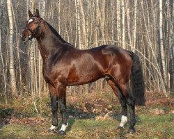 Deckhengst Bisquet Balou C (Rheinländer, 2005, von Balou du Rouet)