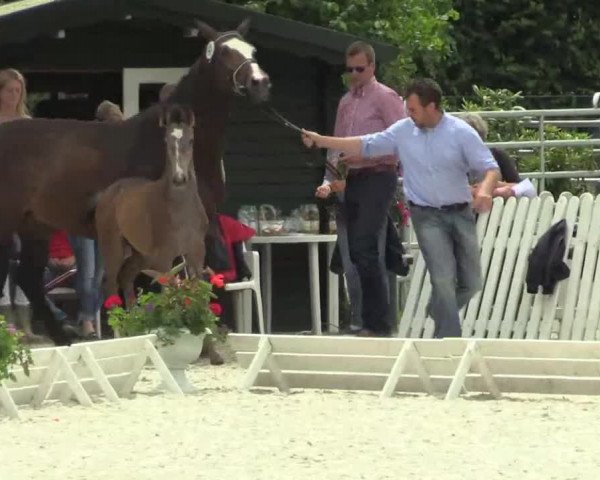 Stuten- und Fohlenschau Riesenbeck-Hörstel am 23.06.2014