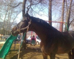 dressage horse Dornenprinz GSH (Austrian Warmblood, 2006, from Danny Wilde)