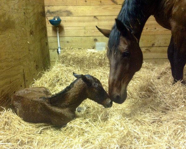 broodmare Sanibel (Oldenburg, 2001, from Sergeant Pepper I)