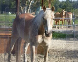 horse Hardy (Haflinger, 1995, from Hofrat)