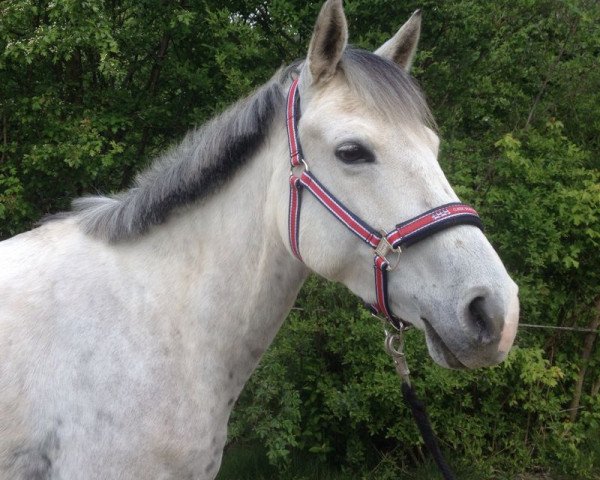 dressage horse Dorié (German Riding Pony, 2005, from Danny Gold)