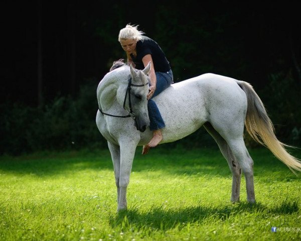 horse Kuvaharjun Vogue ox (Arabian, 2001, from Falcon ox STS)