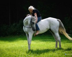 horse Kuvaharjun Vogue ox (Arabian, 2001, from Falcon ox STS)