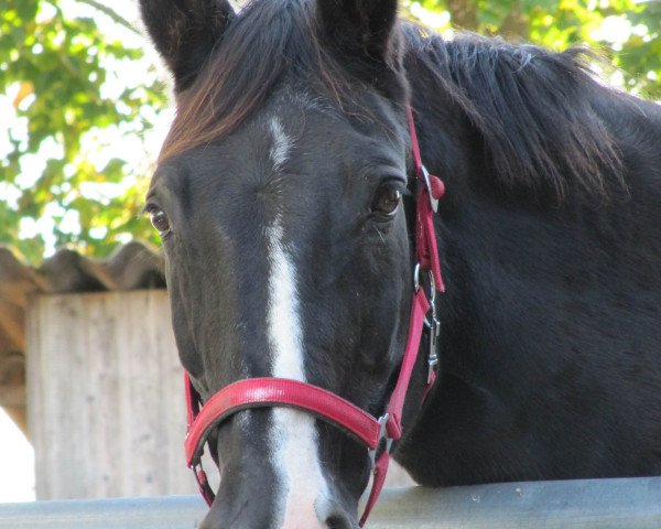 broodmare Graciella (Württemberger, 1983, from Gabriel)