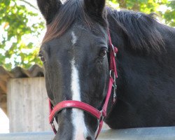 broodmare Graciella (Württemberger, 1983, from Gabriel)