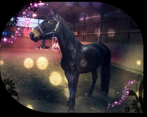 horse Maxima (Hanoverian, 1999)